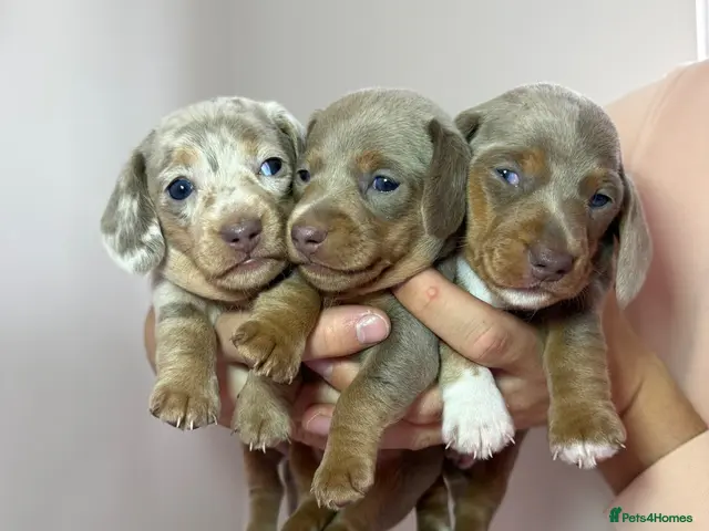 Miniature Dachshund dogs for sale: Beautiful Miniature Dachshund Puppies - 2 💙 1🩷 - Advert 1