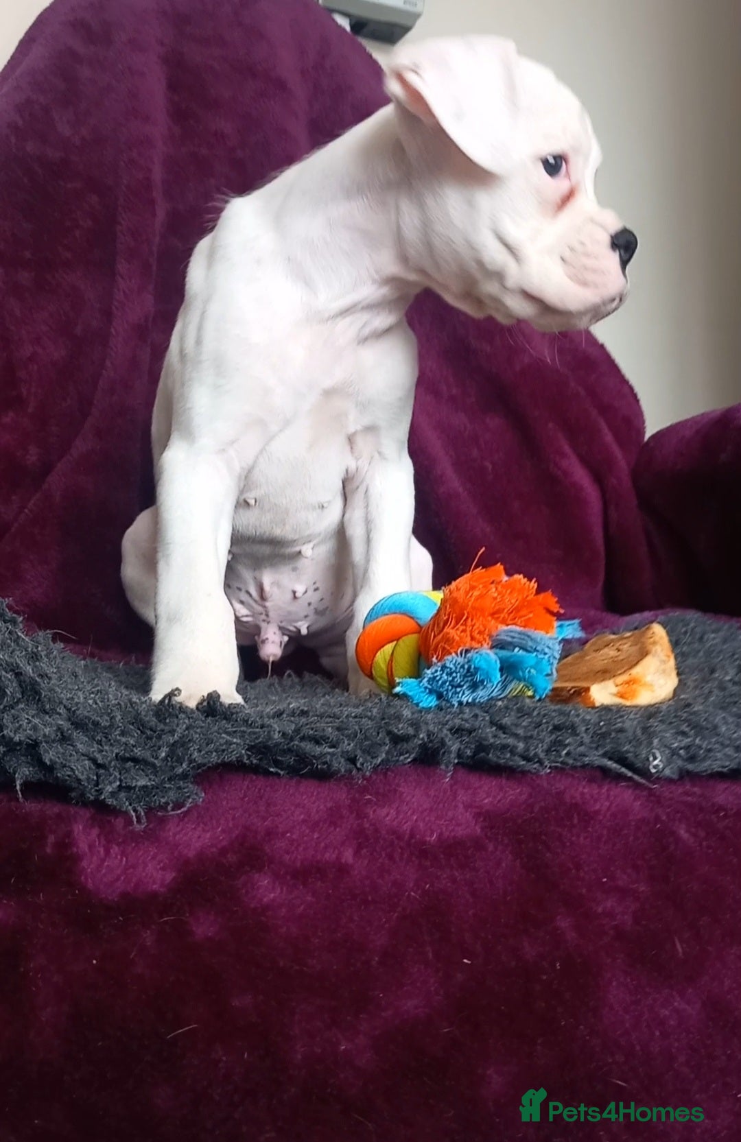 Boxer dogs for sale: KC Registered and ONLY 4 Left! See my 5* reviews - Image 15