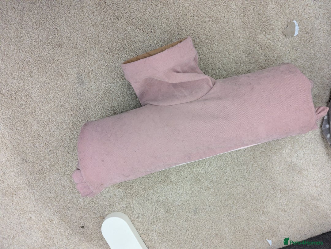 Mini Lop rabbits for sale: Mini Lop for a good home 🥰 - Image 32