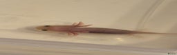 Axolotl reptiles for sale: Axolotl - Advert 5