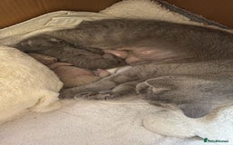 British Shorthair cats for sale: Blue and Lilac British shorthair boys  - Image 10