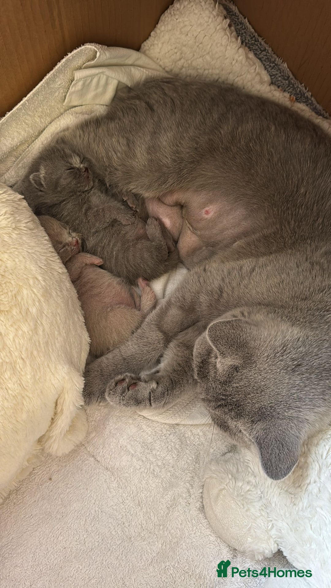 British Shorthair cats for sale: Blue and Lilac British shorthair boys  - Image 10