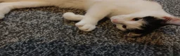 Mixed Breed cats for sale: Pandy in Birkenhead - Advert 9