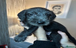 Mixed Breed dogs for sale: 3/4Bedlington 1/4Whippet - Image 19