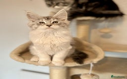 Maine Coon cats for sale: TICA Stunning Maine Coon Kittens - ACTIVE 🩷 - Image 5