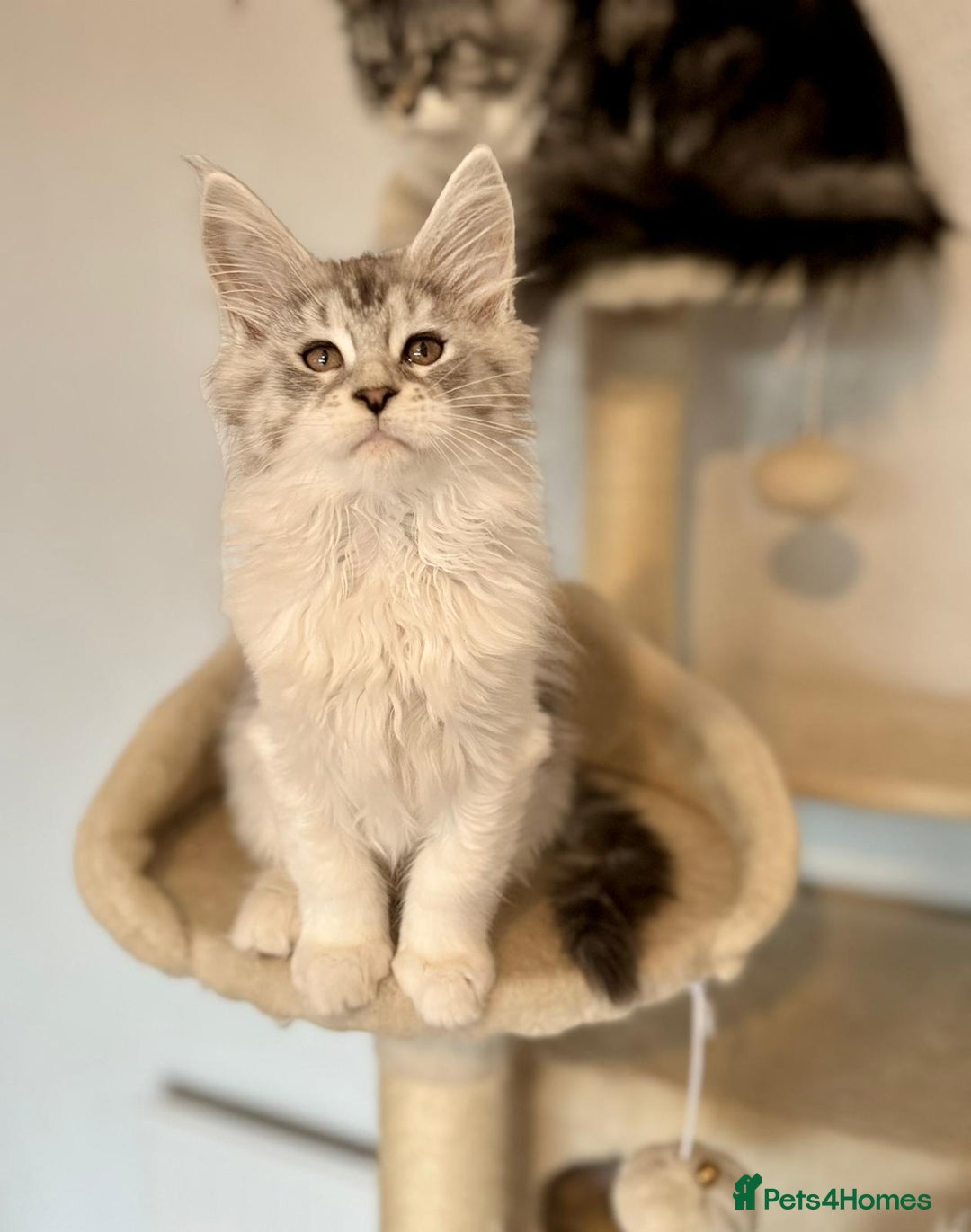 Maine Coon cats for sale: TICA Stunning Maine Coon Kittens - ACTIVE 🩷 - Image 5