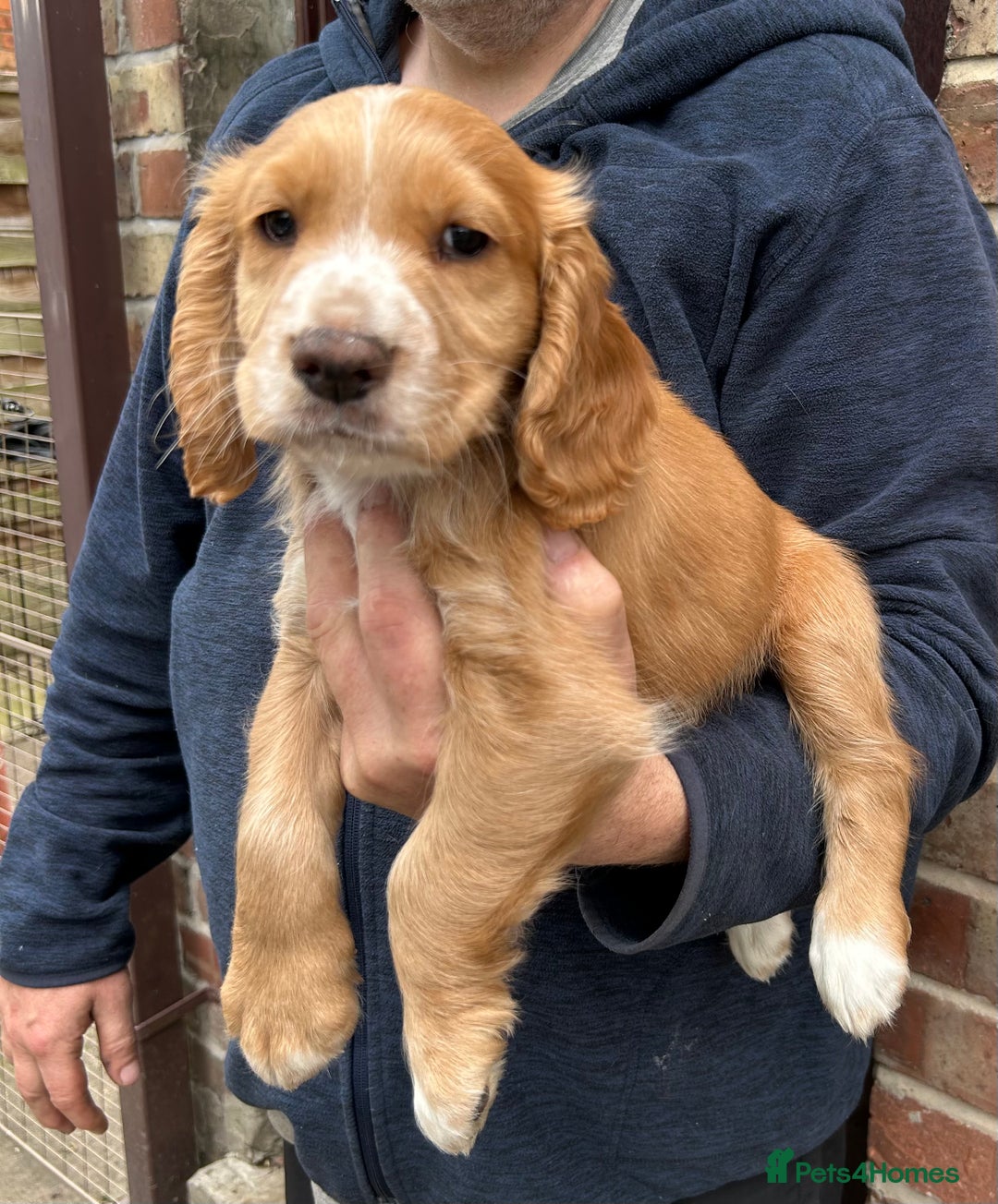 Sprocker dogs for sale: Sprocker puppies mixed litter  - Image 4