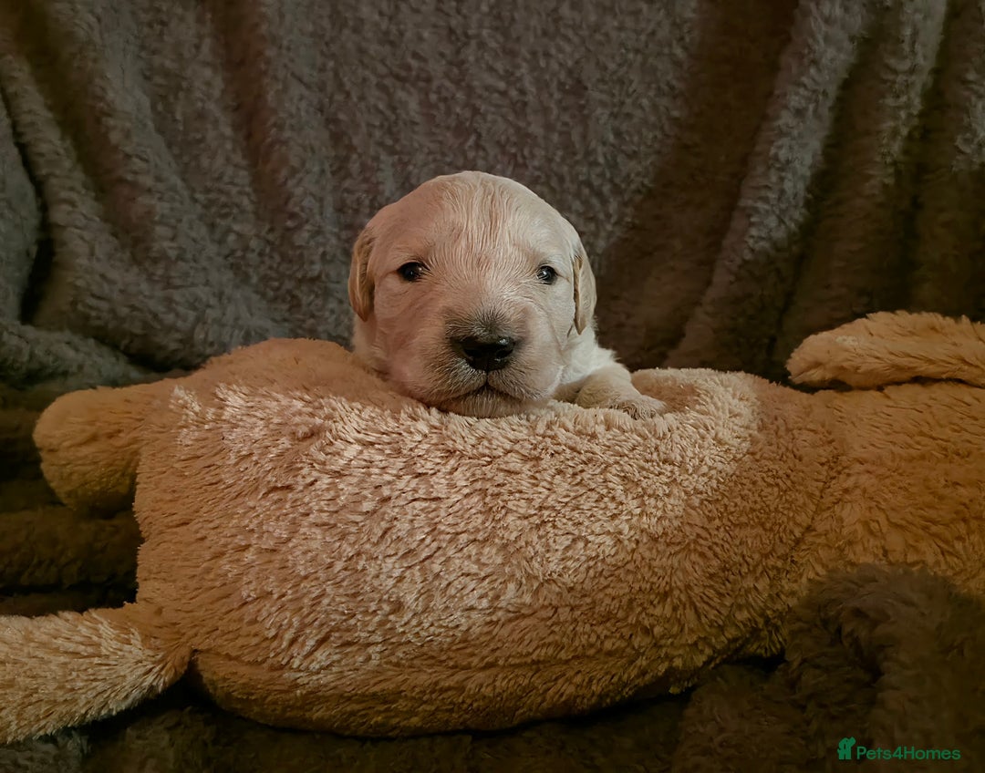 Golden Retriever dogs for sale: KC Golden Retrievers 🧬 Health Tested Parents - Advert 9