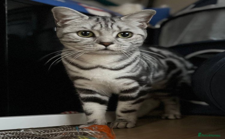 British Shorthair cats - Advert 1