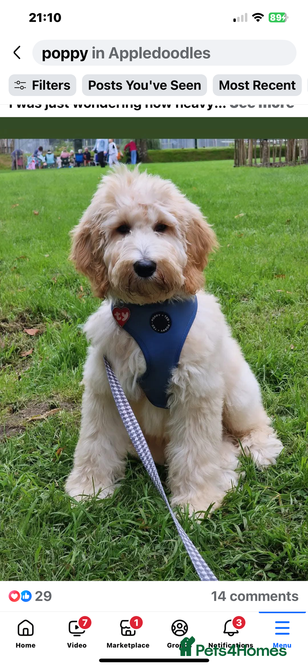 Labradoodle dogs for sale: Multigen Medium Apricot Girl - Advert 27