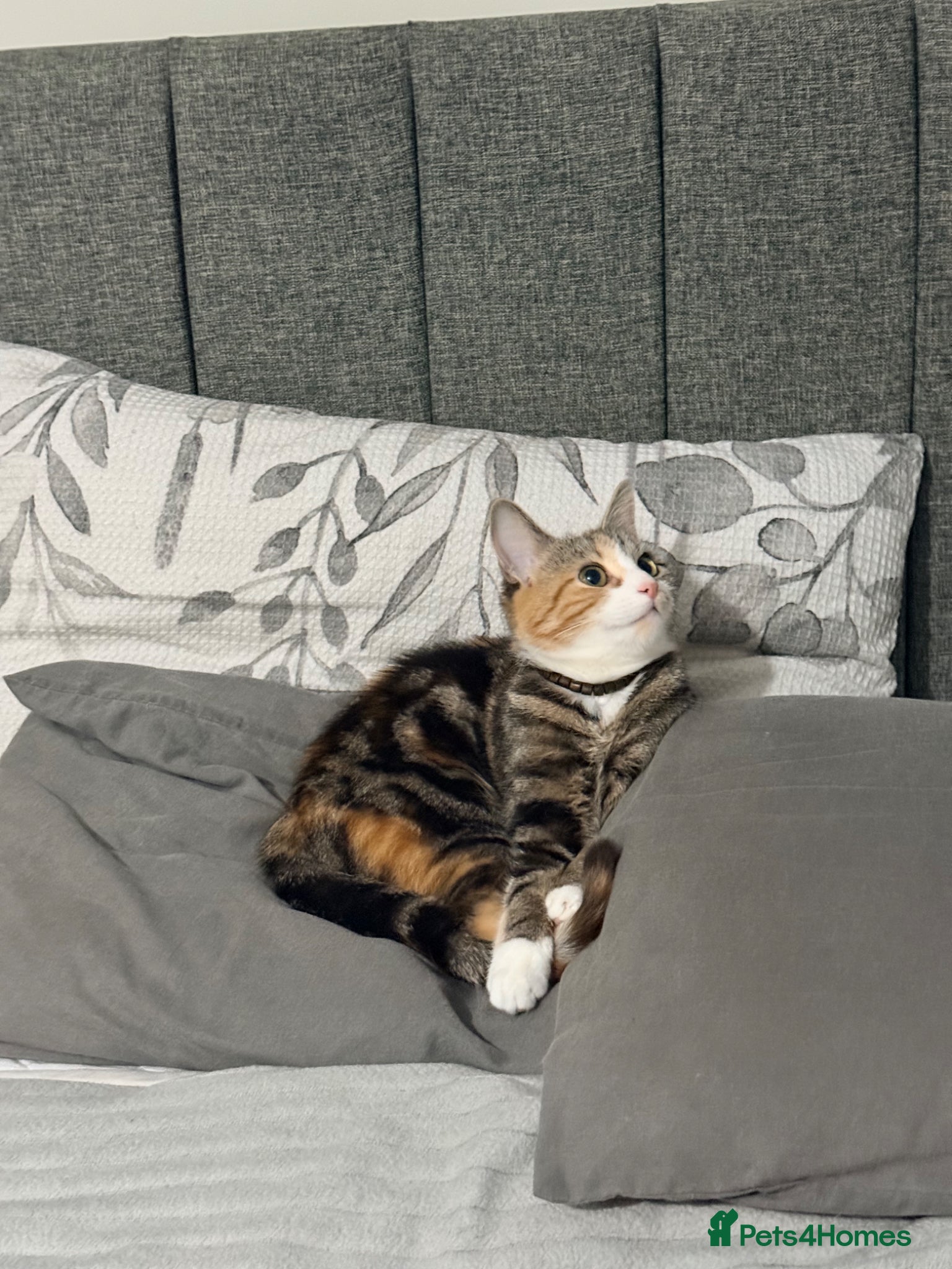 Mixed Breed cats Tabby cat - Advert 1