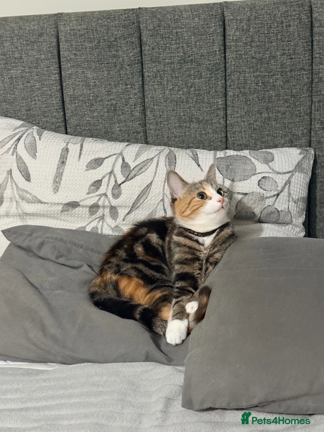 Mixed Breed cats for sale: Tabby cat - Advert 1