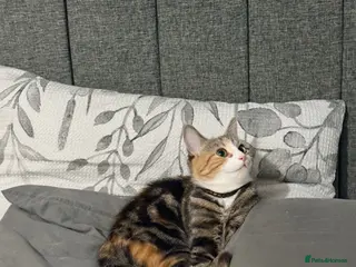 Mixed Breed cats Tabby cat - Advert 1