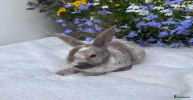Mini Lop rabbits - Advert 7
