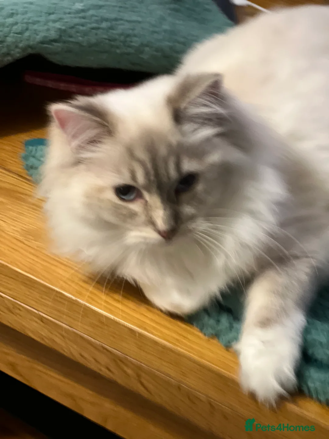 Ragdoll cats for sale: Blue Tortie Lynx kittens pure ragdolls - Advert 13