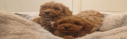 Mixed Breed dogs for sale: Beautiful Cavapoochon litter  - Advert 15
