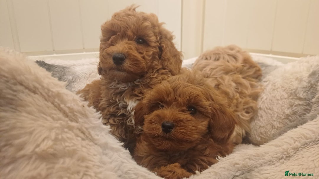 Mixed Breed dogs for sale: Beautiful Cavapoochon litter  - Advert 15