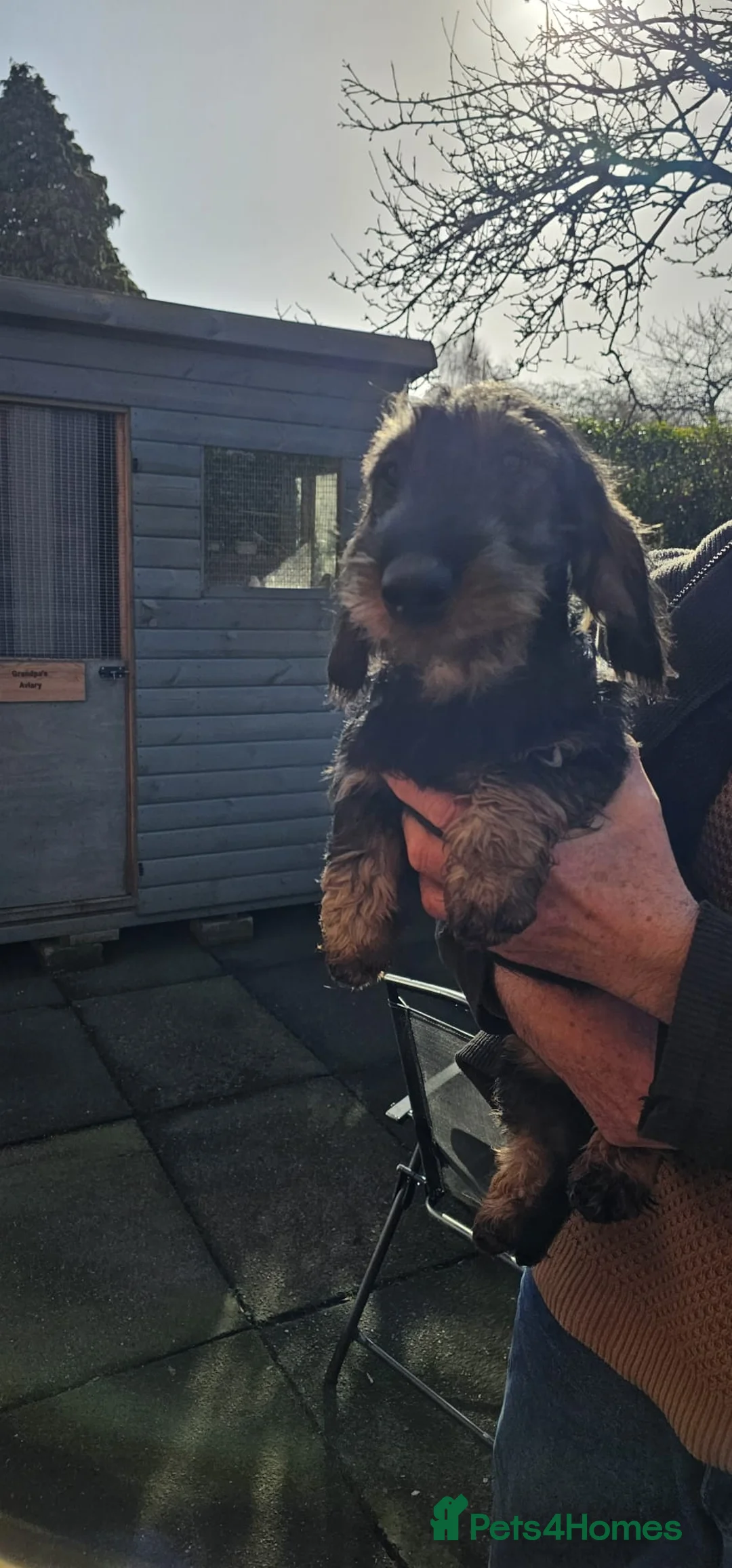 Dachshund dogs for sale: Wire Haired Tekkels - Advert 9
