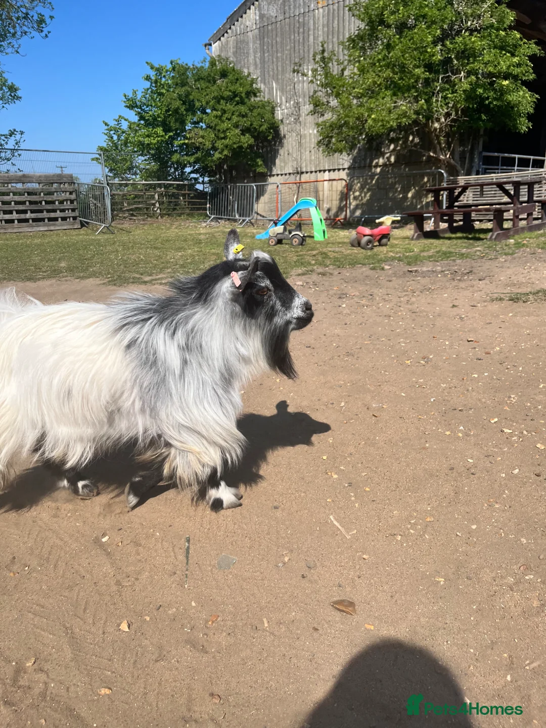 Goats livestock for sale: Super Tiny Disbudded Pygmy Billy  - Advert 3