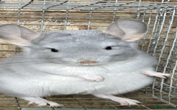 Chinchilla rodents for sale: Rituals Chinchillas proudly offers for sale  - Image 6