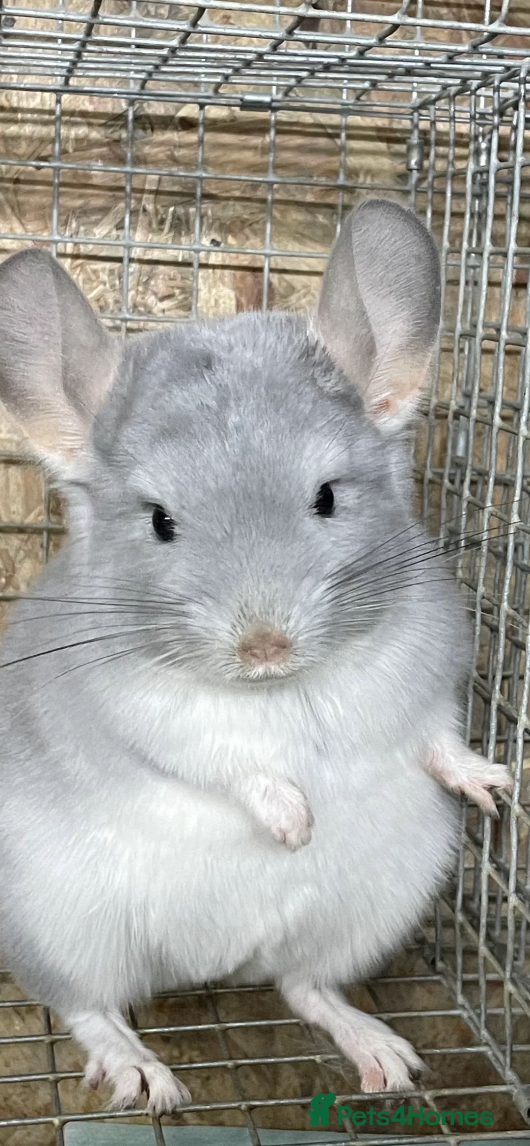 Chinchilla rodents for sale: Rituals Chinchillas proudly offers for sale  - Advert 4