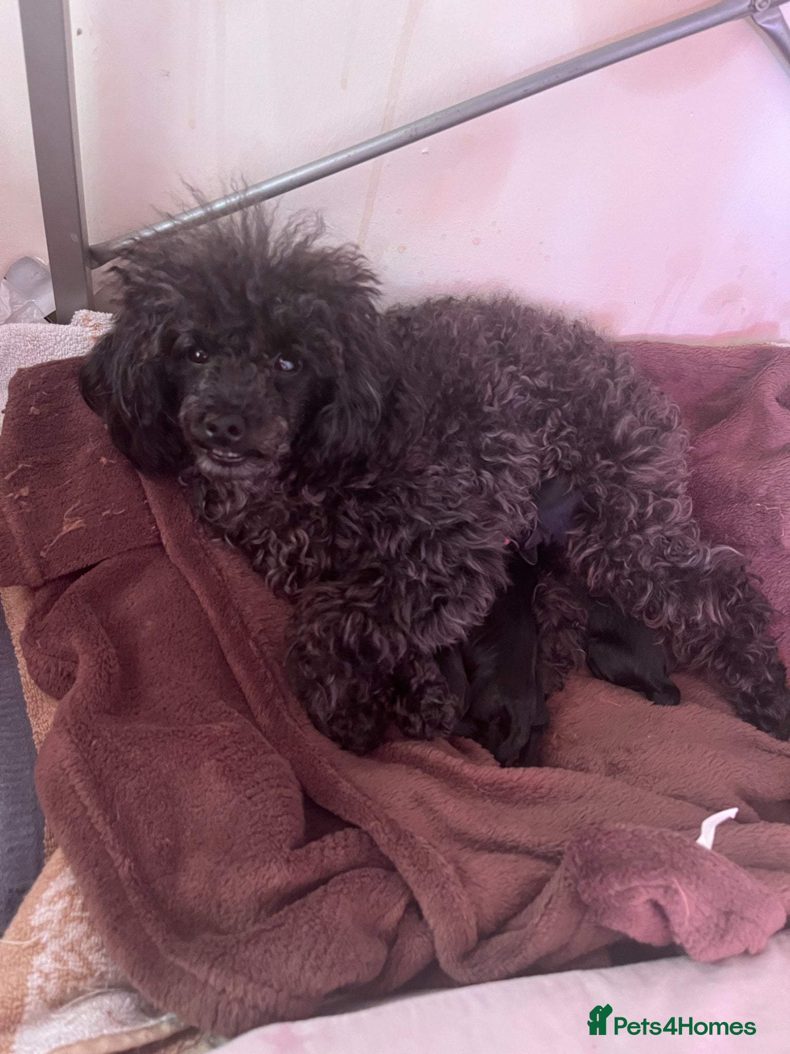 Toy Poodle dogs These beautiful pups need new homes  - Advert 6