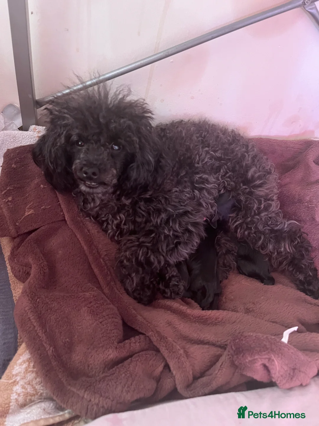 Toy Poodle dogs for sale: These beautiful pups need new homes  in Downham Market - Advert 1