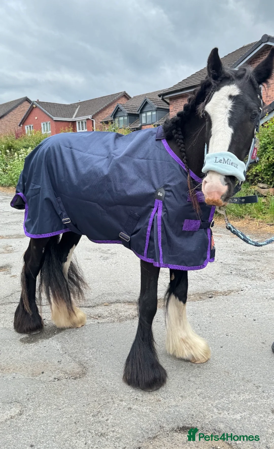 Irish Cob horses for sale: hugo  in Manchester - Advert 2