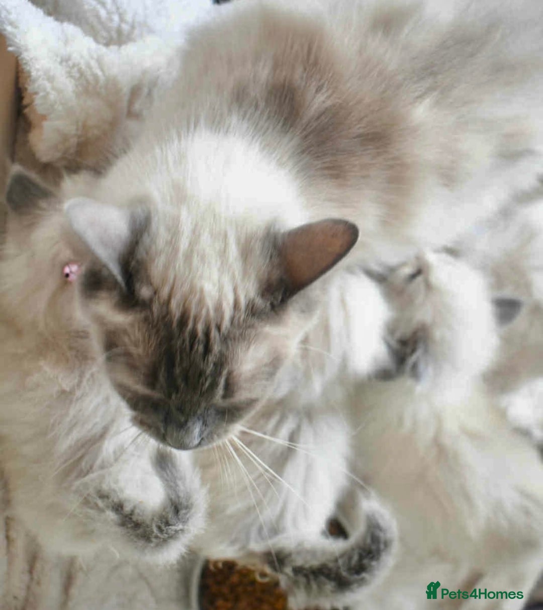 Ragdoll cats for sale: 4 fluffy boys - Image 14