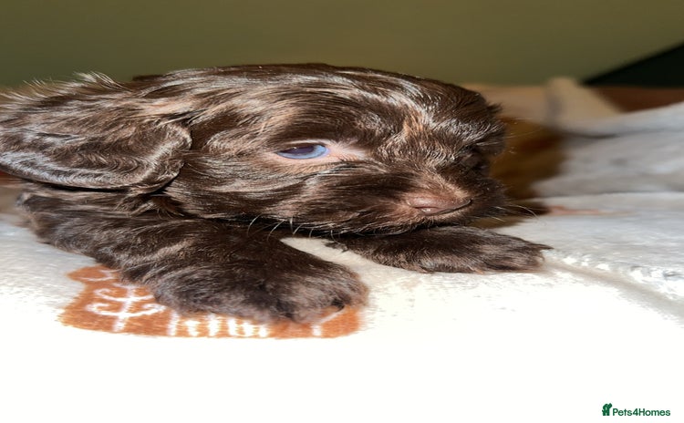 Shihpoo dogs Stunning Shihpoo’s ⭐️⭐️⭐️⭐️ - Advert 4