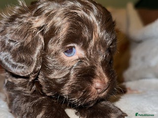 Shihpoo dogs Stunning Shihpoo’s ⭐️⭐️⭐️⭐️ - Advert 4