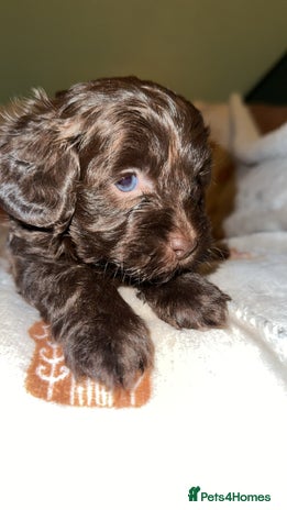 Shihpoo dogs Stunning Shihpoo’s ⭐️⭐️⭐️⭐️ - Advert 3