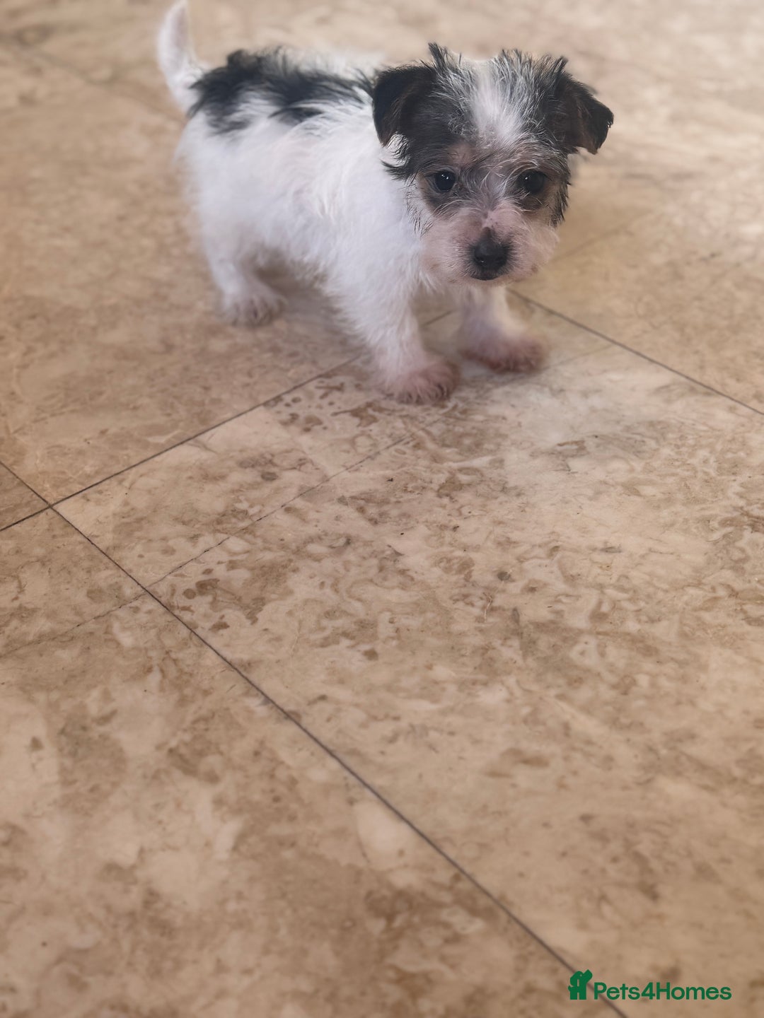 Jack Russell dogs for sale: 2 rough coat miniature jack russels - Advert 5