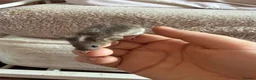 Mouse rodents for sale: Males and females - Advert 5