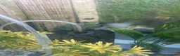 Fancy Goldfish fish for sale: Big fish tank and all accessories - Advert 10