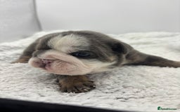 English Bulldog dogs for sale: 10 British Bulldog puppies 🐶  - Image 18
