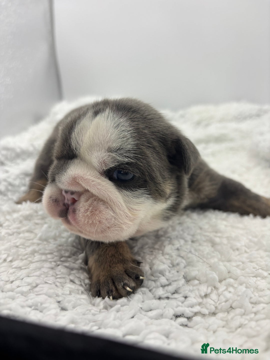 English Bulldog dogs for sale: 10 British Bulldog puppies 🐶  - Image 18