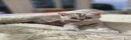 British Longhair cats for sale: Most Beautiful British Longhair Kittens - Advert 17