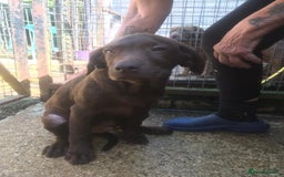 Labrador Retriever dogs for sale: Chocolate labrador puppies - Image 2
