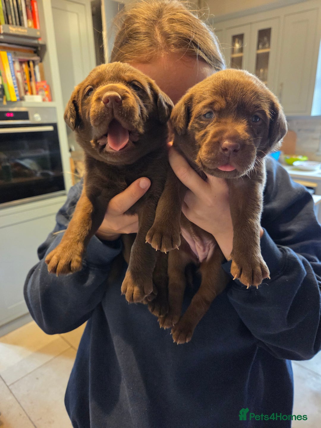 Labrador Retriever dogs for sale: 8 gorgeous chocolate/yellow girl & boy lab pups  - Image 10
