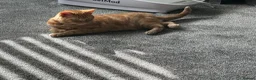 Domestic Shorthair cats for sale: Mother and son  in Walsall - Advert 4