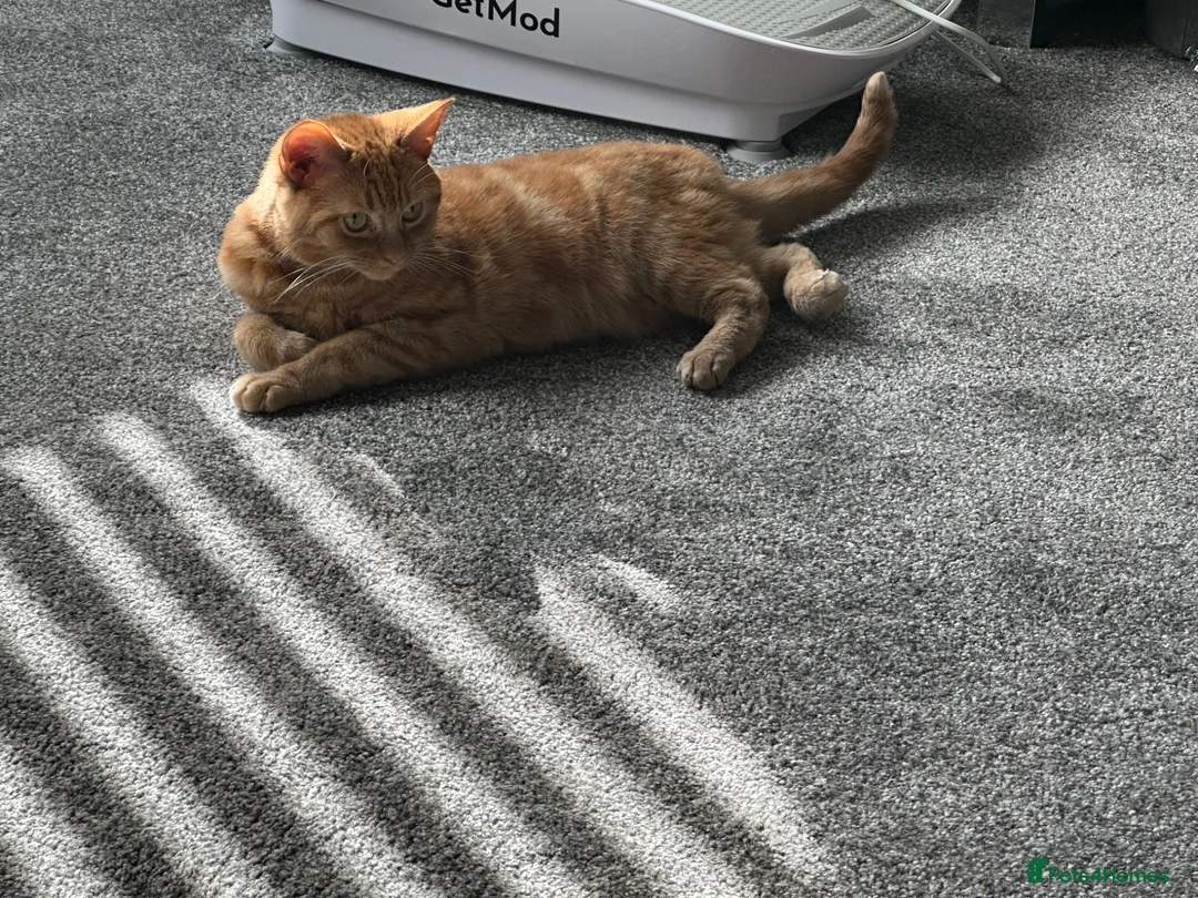 Domestic Shorthair cats for sale: Mother and son  in Walsall - Advert 4