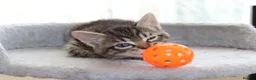 Mixed Breed cats for sale: Adorable Tabby Kittens - Advert 18