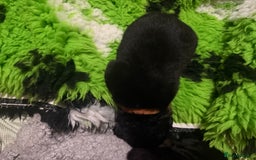 Rottweiler dogs for sale: Rottweiler Puppies  - Image 4