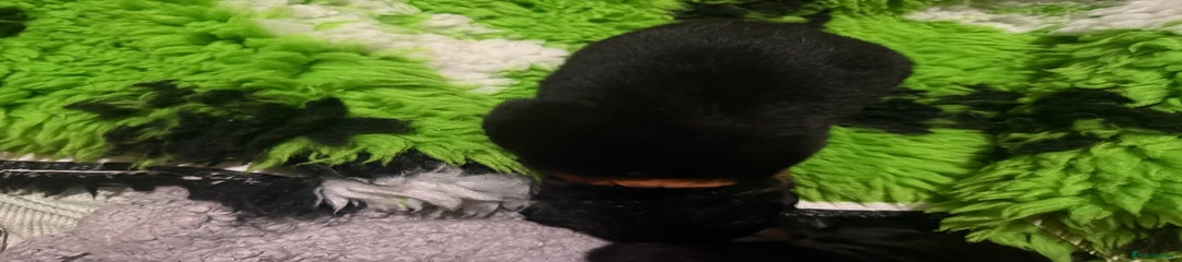 Rottweiler Orange Boy