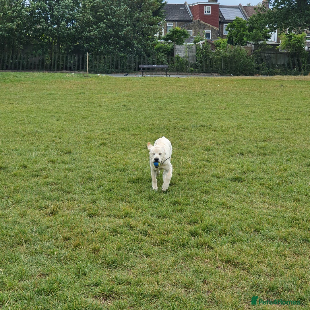 Labrador Retriever dogs for stud: Yellow/ gold labrador for the stud!!! in Thornton Heath - Advert 11