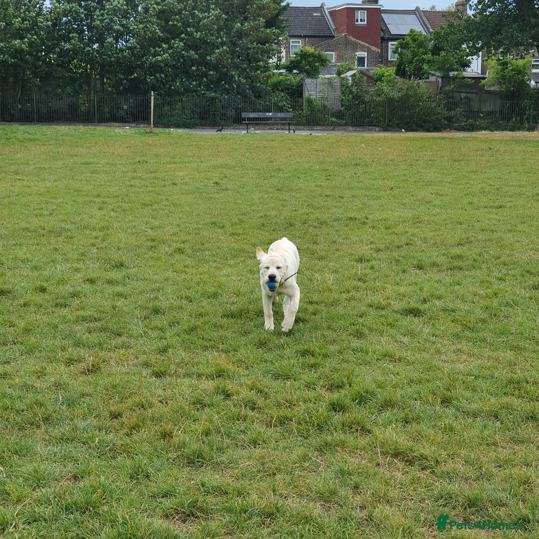 Labrador Retriever dogs for stud: Yellow/ gold labrador for the stud!!! in Thornton Heath - Advert 11