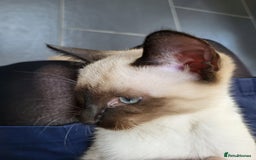 Siamese cats for sale: Old Style Siamese Kittens. Raised with love & care - Advert 37