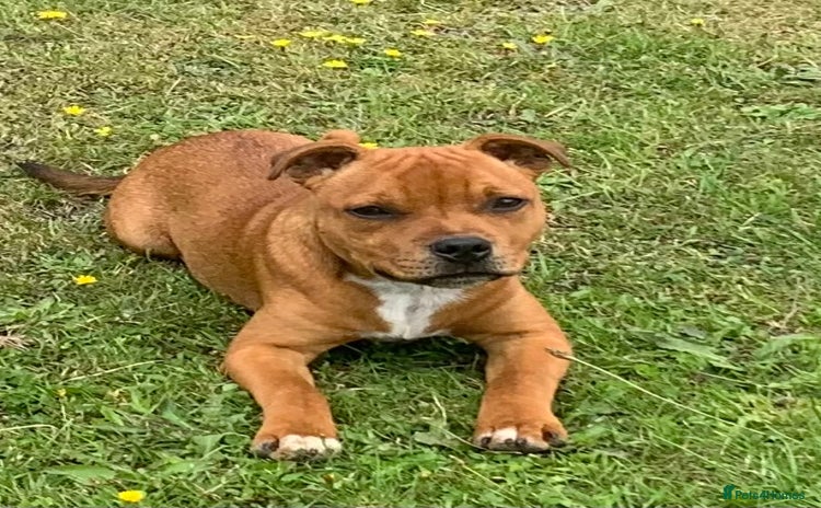 Staffordshire Bull Terrier dogs - Advert 1