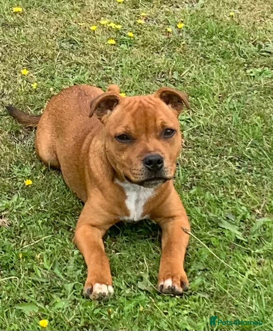 Staffordshire Bull Terrier dogs for sale:  KC registered red Staffords Bull terriers - Image 1